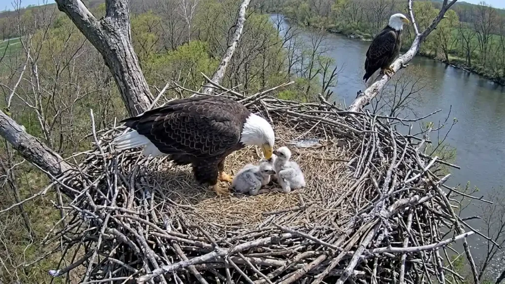 duke farms eagle cam​